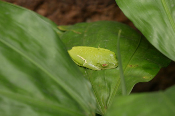 罕见的绿叶青蛙图片下载