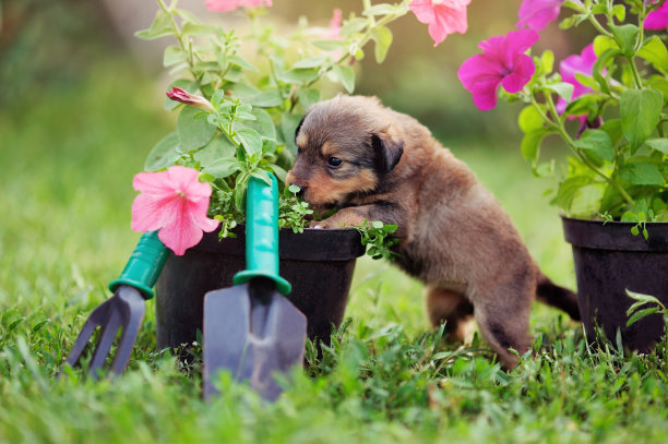 棕色的小狗在花园里玩花图片下载