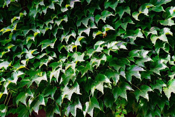 鲜活的绿色树篱。用于花园和阳台的攀援植物。图片下载