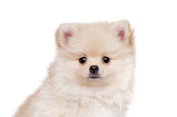 特写头像的奶油波美拉尼亚斯皮兹在白色背景图片下载