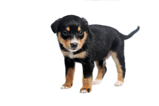白色背景下的黑色小狗图片下载