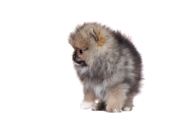 波美拉尼亚斯皮兹的小狗看着旁边图片下载