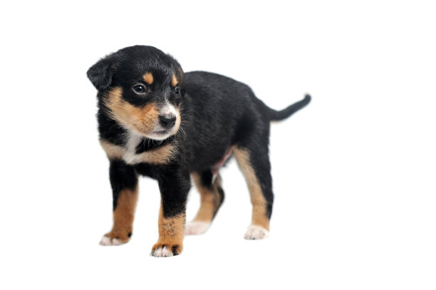 在白色背景上孤立的小狗的全长图片图片下载