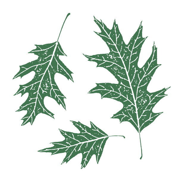 有颗粒状纹理的橡树叶图片下载