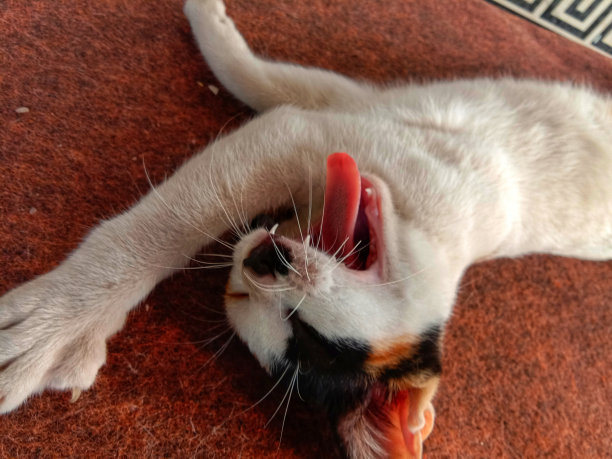 这只猫打哈欠时，嘴部露在外面，露出尖牙和舌头——库存照片图片下载