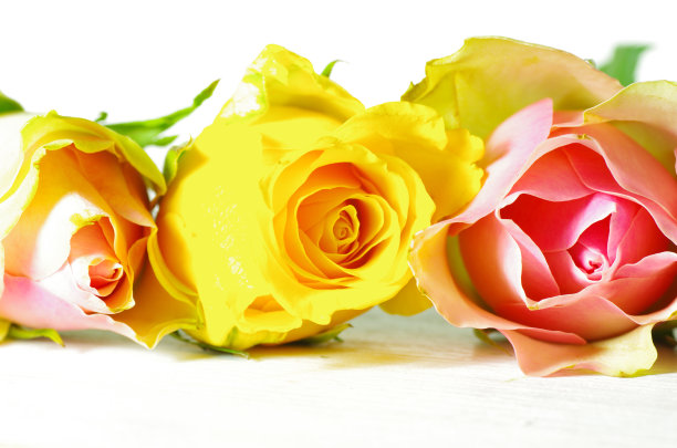 一排彩色的玫瑰图片下载