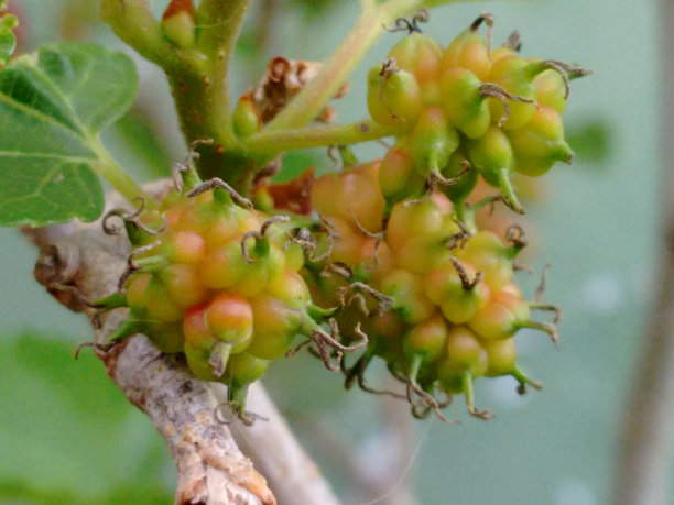 黑桑果:黑桑果(黑桑果)的果实，不是浆果，而是一种集合体果实，卵形的合心果，由瘦果组成，每个瘦果被多汁的花萼覆盖，未成熟时颜色从绿色到红色，成熟时颜色从紫色到黑色图片下载
