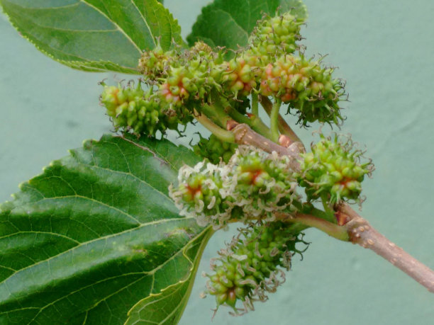 黑桑果:黑桑果(黑桑果)的果实，不是浆果，而是一种集合体果实，卵形的合心果，由瘦果组成，每个瘦果被多汁的花萼覆盖，未成熟时颜色从绿色到红色，成熟时颜色从紫色到黑色图片下载