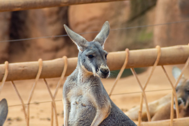 袋鼠图片下载