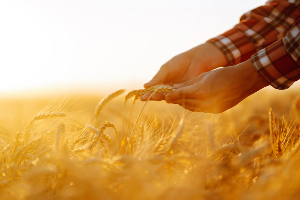 小麦质量检查。在麦田里种着麦穗的农民。图片下载