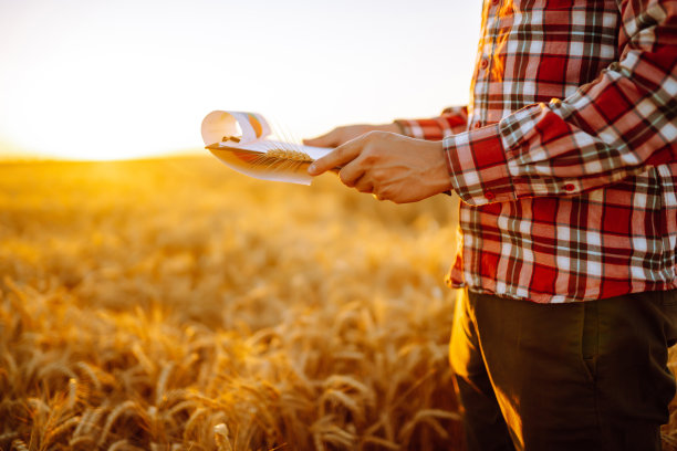 小麦质量检查。在麦田里种着麦穗的农民。图片下载