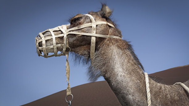 骆驼的肖像图片下载