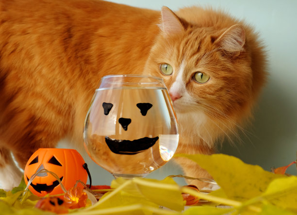 姜猫和一杯水，万圣节装饰和秋天的黄叶图片下载