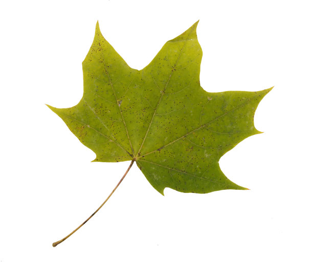 秋色枫叶。孤立在白色背景。图片下载