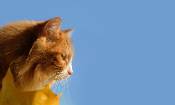 蓝色的天空背景下，一只姜黄色的猫和黄色的秋叶。秋天的心情图片下载