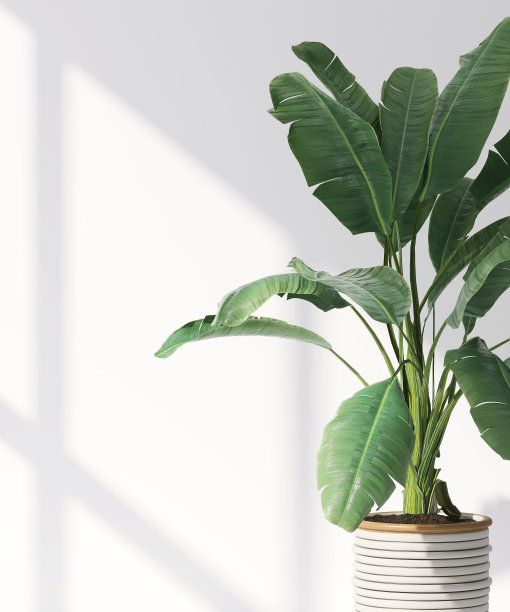 健康的绿色热带香蕉树在陶瓷锅阳光从窗口和叶阴影在白色墙壁的房间图片下载