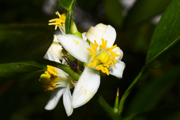 花园里柠檬花的特写照片图片下载