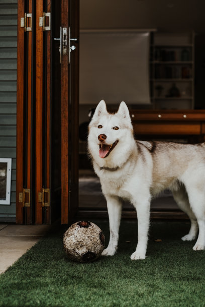快乐的西伯利亚哈士奇狗站在草坪上的足球旁边图片下载