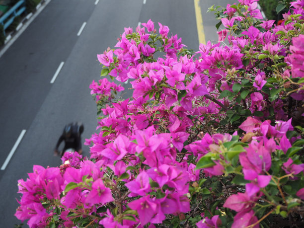 叶子花属俯瞰道路图片下载