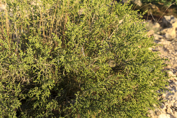 西班牙山上的麝香草图片下载