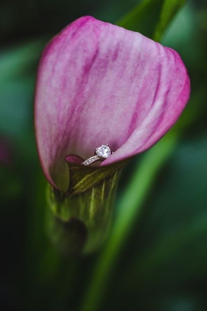 粉色花朵上的银戒指图片下载
