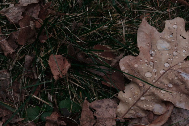 秋叶和橡果在地面上构成背景图案图片下载