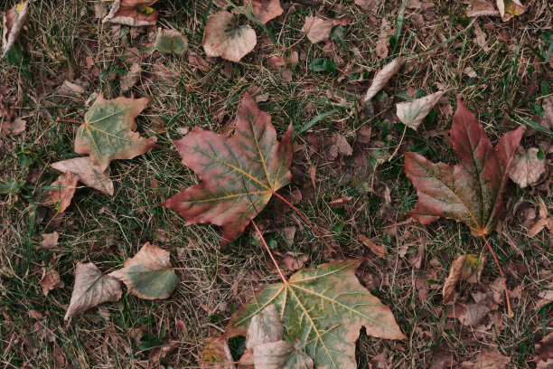 秋叶和橡果在地面上构成背景图案图片下载