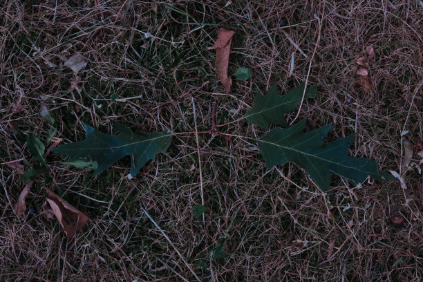 秋叶和橡果在地面上构成背景图案图片下载