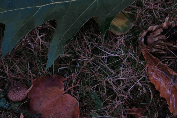 秋叶和橡果在地面上构成背景图案图片下载