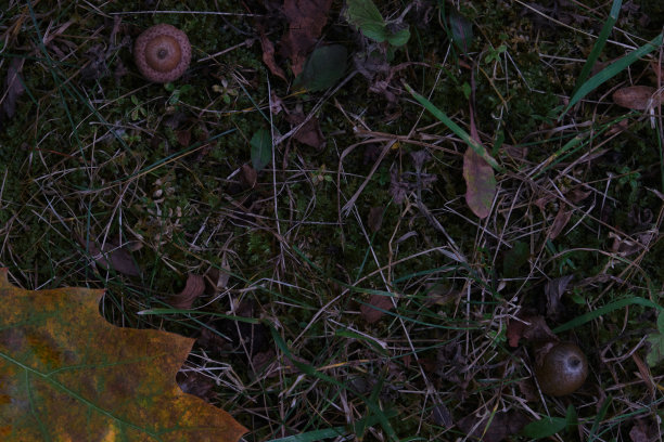 秋叶和橡果在地面上构成背景图案图片下载