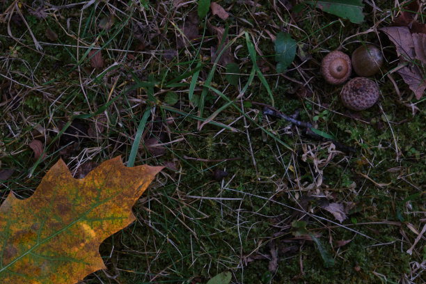 秋叶和橡果在地面上构成背景图案图片下载
