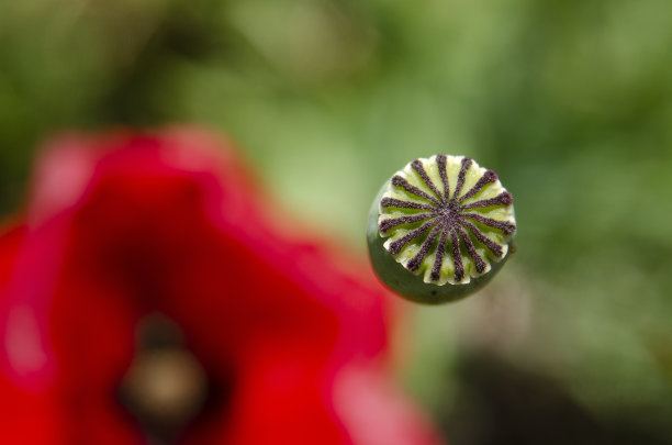 罂粟花雌蕊图片下载