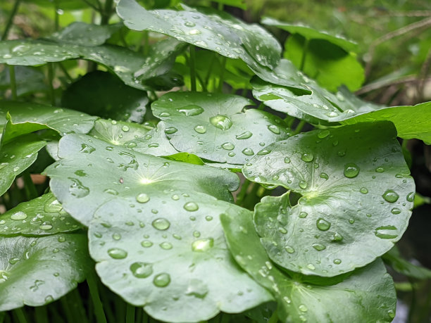 在亚洲的雨季，水子叶伞形植物Tanaman Peganggang上有水滴，看起来清新美丽图片下载