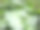 在亚洲的雨季，水子叶伞形植物Tanaman Peganggang上有水滴，看起来清新美丽图片下载