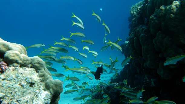 红海珊瑚礁上美丽的鱼。图片下载