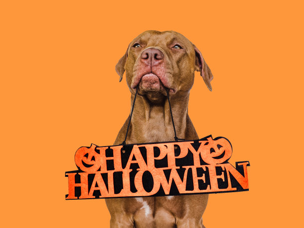 万圣节快乐。可爱、漂亮的棕色小狗。近距离图片下载