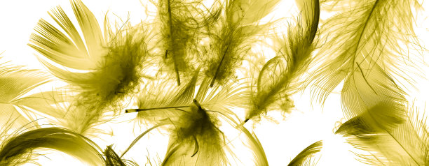 金色的鸭子羽毛在白色孤立的背景上图片下载