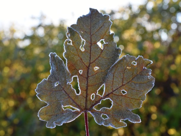 枫叶上的雾凇图片下载