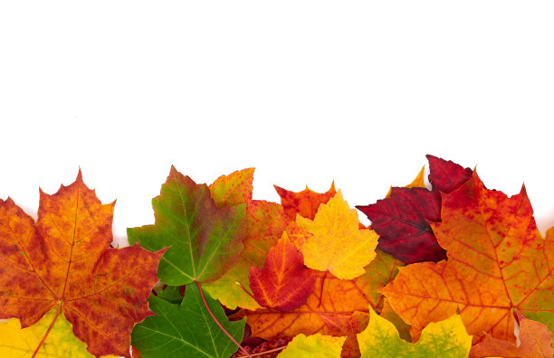 白色背景下的金色秋叶图片下载