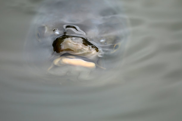 鲤鱼镜鲤鱼浮在水中图片下载