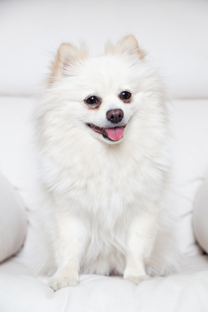 一只白色毛茸茸的侏儒博美犬坐在白色的椅子上，正发育成熟图片下载