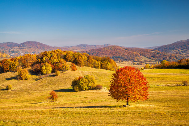 秋色大地的前景中有一棵橙色树冠的树。图片下载