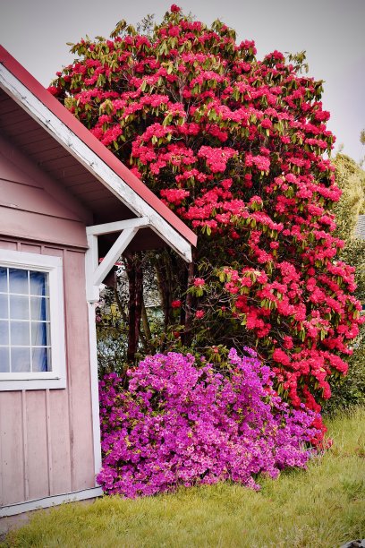 有美丽花朵的海滨小屋图片下载