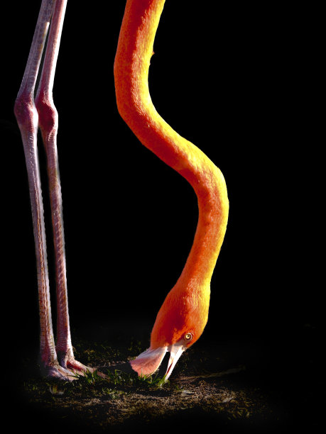 加勒比火烈鸟伸展下来吃东西图片下载