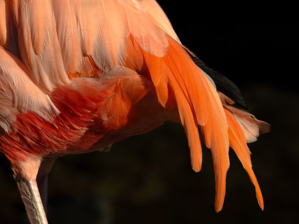 加勒比火烈鸟的尾巴图片下载