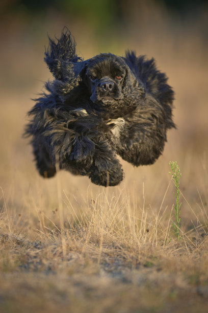 美国可卡犬图片下载