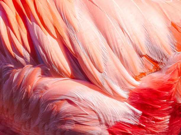 明亮的火烈鸟羽毛图片下载