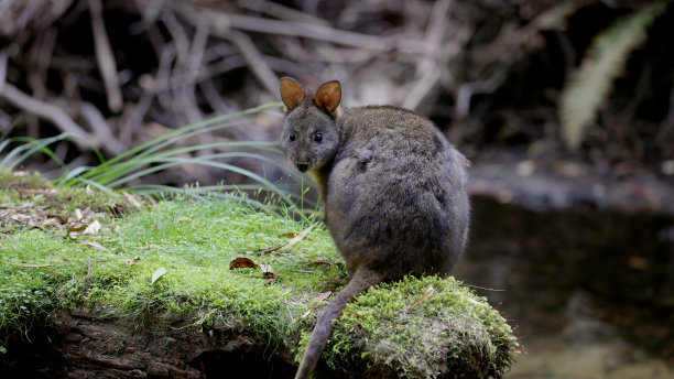 帕德米隆坐在mt田地里长满青苔的圆木上图片下载