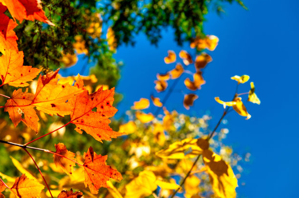美国。秋叶在枝繁叶茂的季节，秋天色彩斑斓图片下载