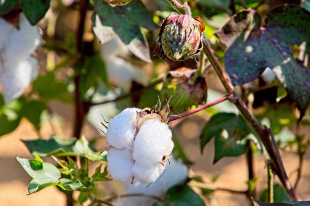 棉花图片下载